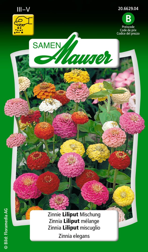 Zinnia Liliput miscuglio Sementi di fiori Samen Mauser 650108407000 Contenuto 1 g (ca. 50 piante o 3 - 4 m²) N. figura 1