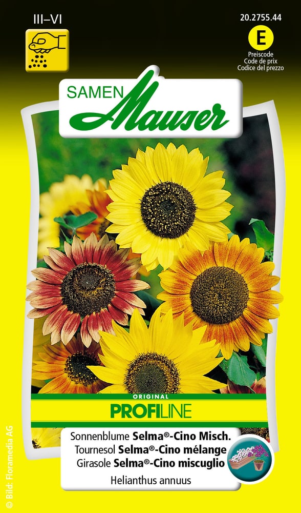 Sonnenblume Selma®-Cino Misch. Blumensamen Samen Mauser 650104103000 Inhalt 2 g (ca. 30 - 40 Pflanzen oder 3 - 4 m² ) Bild Nr. 1