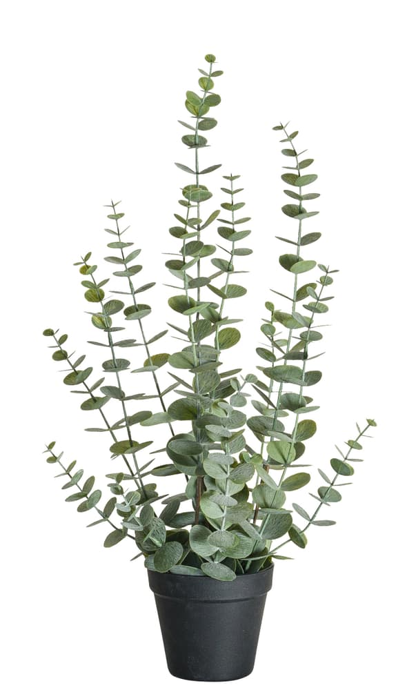 Eucalyptus Plante artificielle 656812700000 Couleur Vert Dimensions H: 58.0 cm Photo no. 1