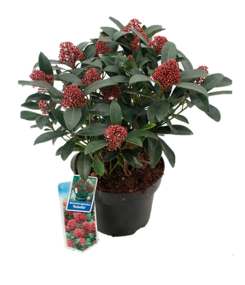 Skimmia japonica Ø23cm Arbusto da fiore 306155600000 N. figura 1