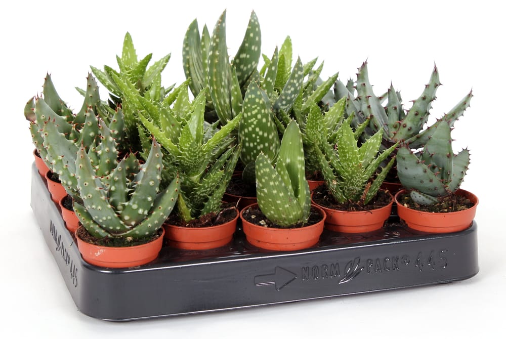 Aloe Ø5,5 Pianta succulente 300376400000 N. figura 1