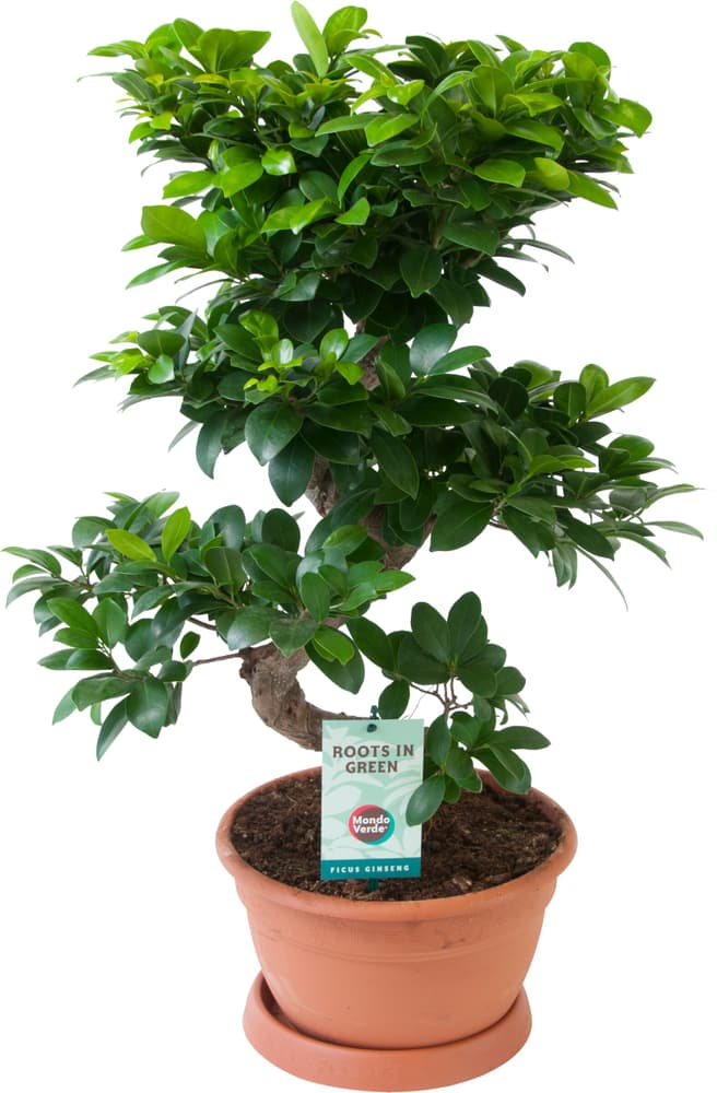 Ficus Ginseng Ø27cm Plante verte Ficus Ginseng Ø27cm Plante verte 300300400000 Photo no. 1