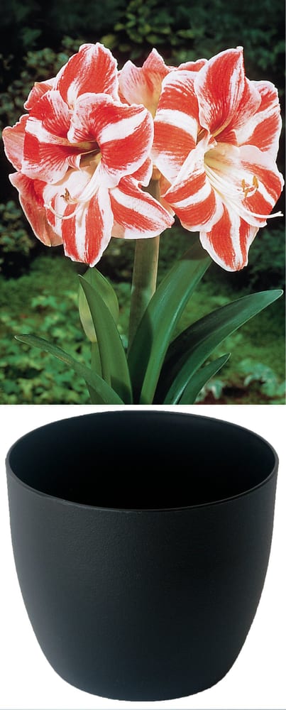 Gloria rot-weiss im Cachepot schwarz Amaryllis Samen Mauser 650264500000 Bild Nr. 1