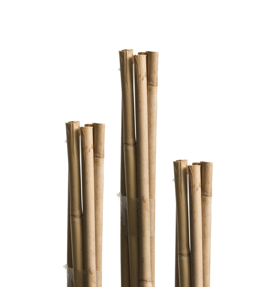 Tutore in bambù 120cm Asta per piante Windhager 631503400000 N. figura 1