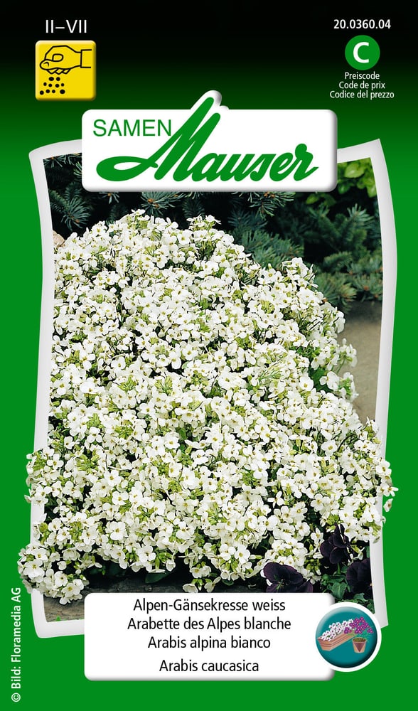 Alpen-Gänsekresse weiss Blumensamen Samen Mauser 650101401000 Inhalt 0.5 g (ca. 100 Pflanzen oder 5 - 8 m² ) Bild Nr. 1