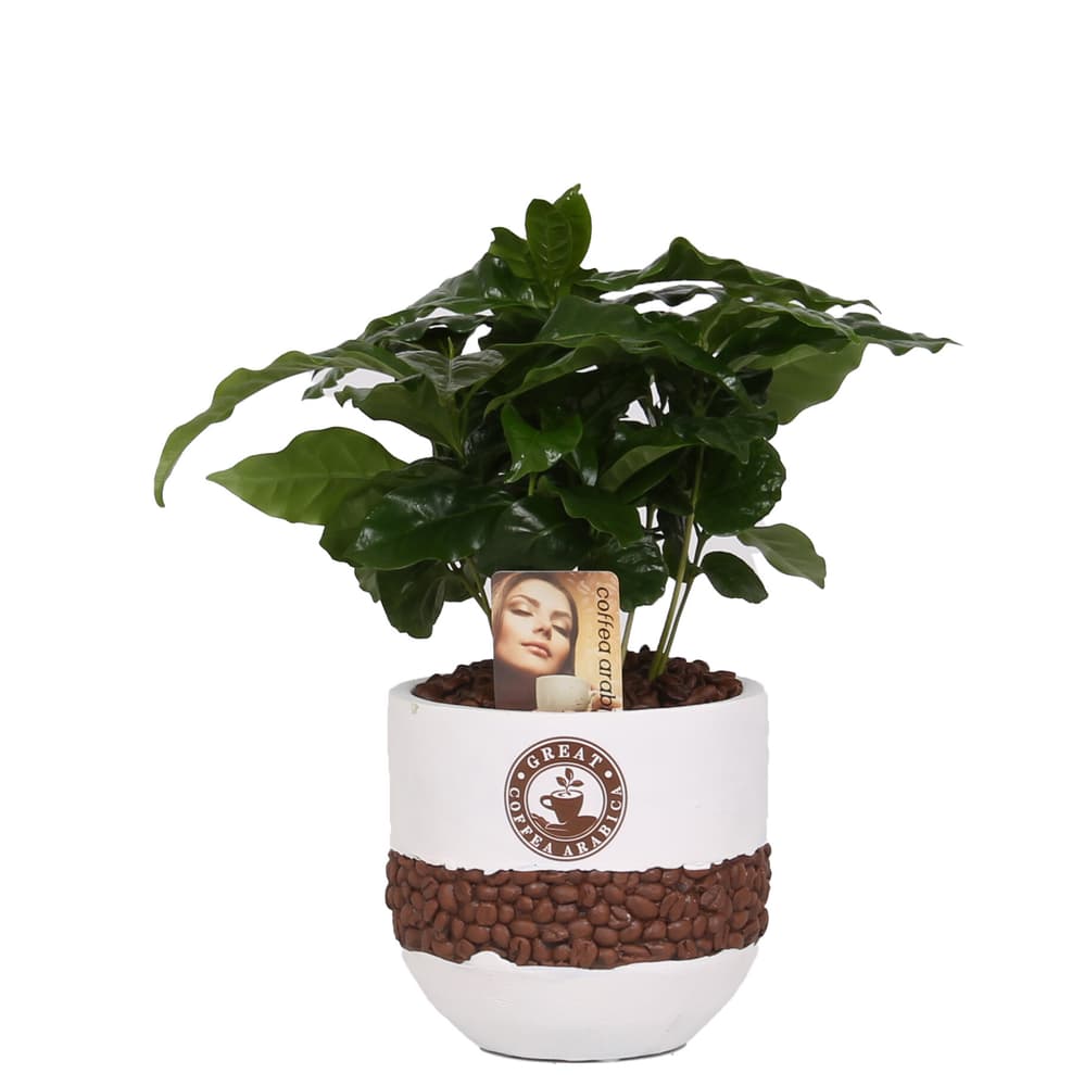 Coffea arabica (3er Set) Ø13cm Grünpflanze 650376200000 Bild Nr. 1