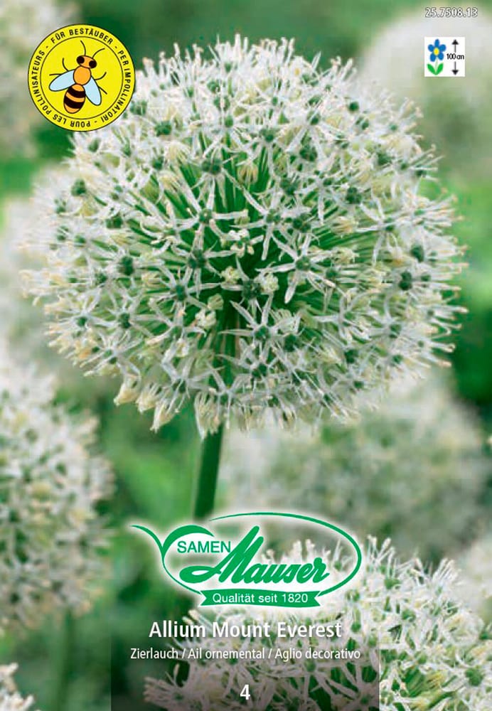 Allium Mount Everest Blumenzwiebeln Samen Mauser 650296400000 Bild Nr. 1