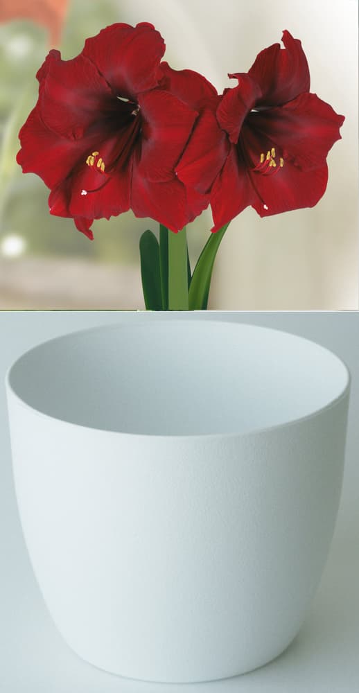 Gloria Royal Velvet im Cachepot Weiss Amaryllis Samen Mauser 650263800000 Bild Nr. 1