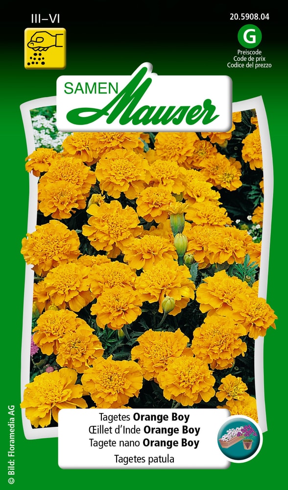 Tagete nano Orange Boy Sementi di fiori Samen Mauser 650107508000 Contenuto 1 g (ca. 80 piante o 5 - 6 m²) N. figura 1