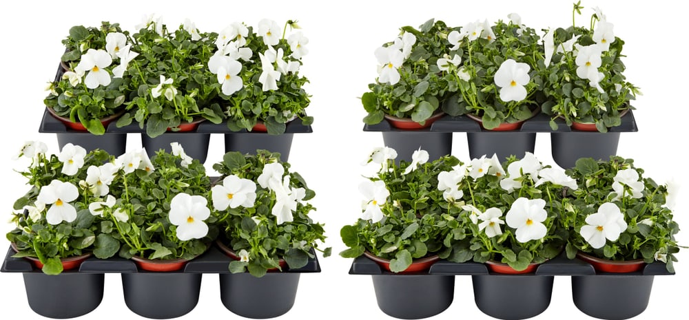 Viola cornuta Weiss (set da 24) Ø9cm Fiore primaverile 650391700000 N. figura 1