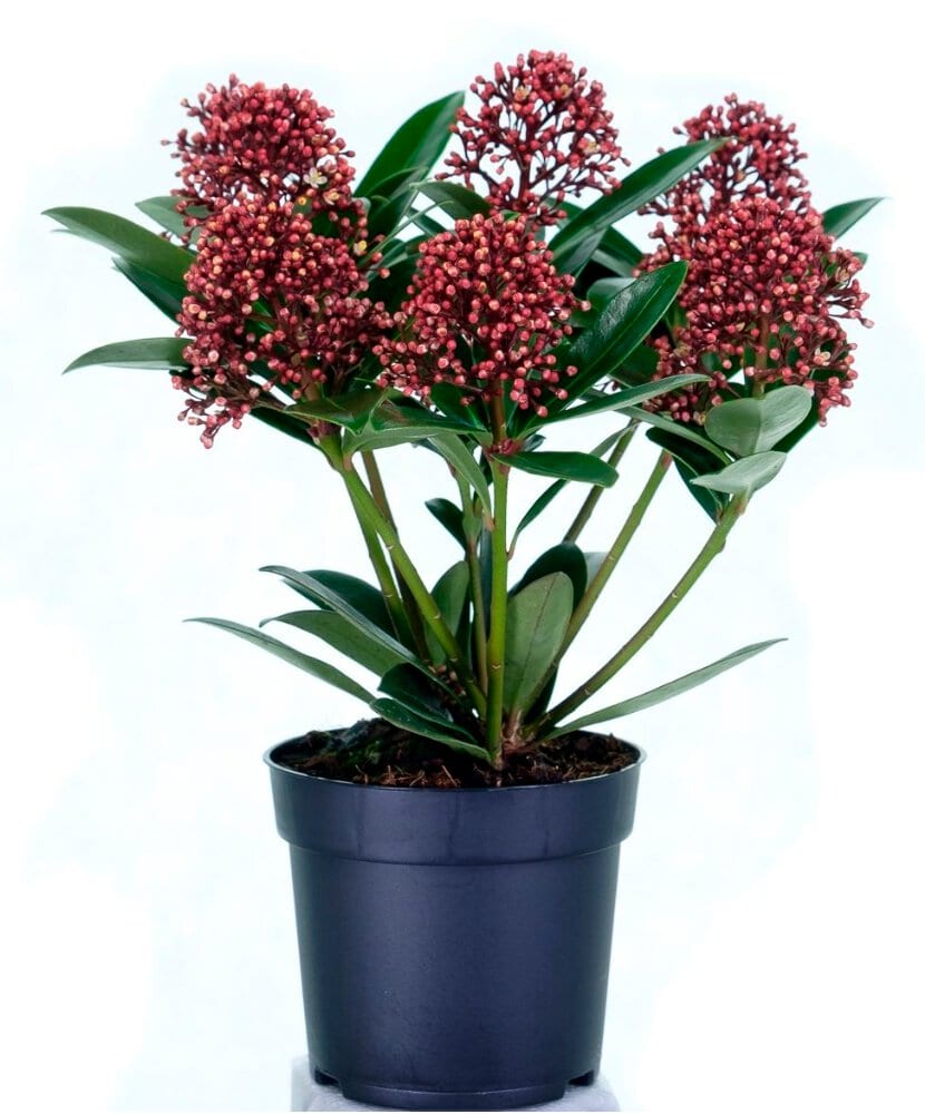 Japanische Skimmie Skimmia japonica Ø10cm Blühstaude 306116100000 Bild Nr. 1