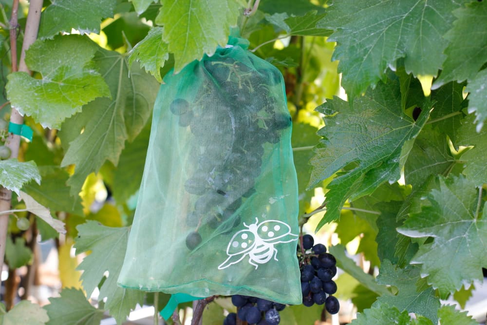 Sacchetti di protezione per l'uva 10 pezzi Trattamento antinsetti Andermatt Biogarten 658524500000 N. figura 1