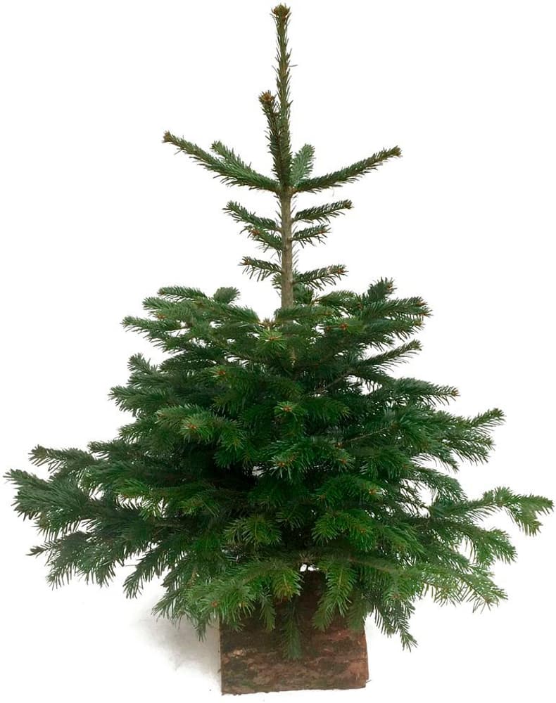 Abete Nordmann 90-120 cm Albero di Natale Abete Nordmann 90-120 cm Albero di Natale 308901200000 N. figura 1