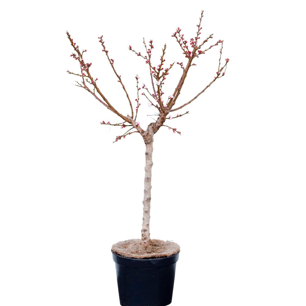 Mini albicocca Aprigold Prunus 7.5l Albero da frutto 650604600000 N. figura 1