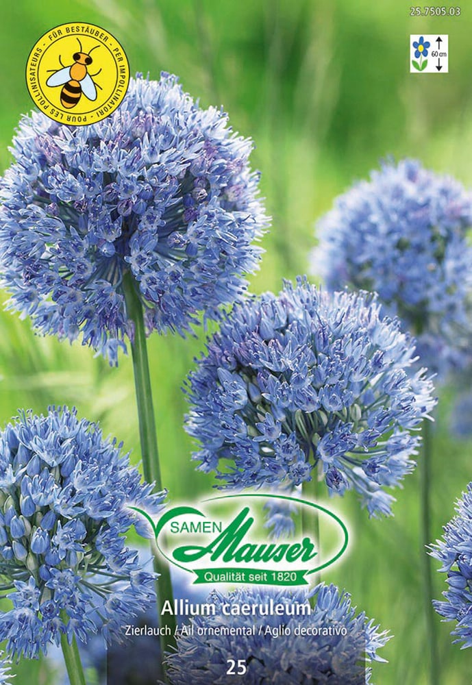 Allium caeruleum, porro ornamentale Bulbi da fiore Samen Mauser 650296300000 N. figura 1