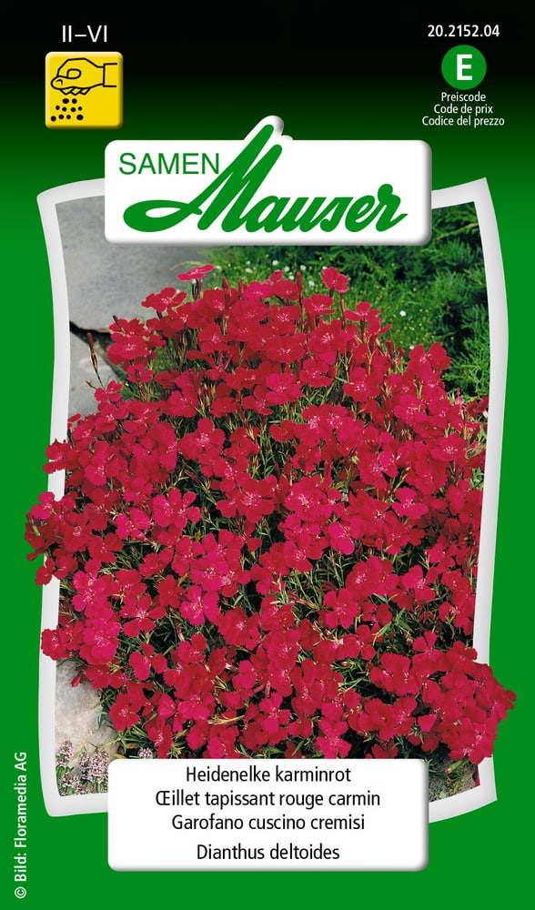 Oeillet tapissant rouge carmin Semences de fleurs Samen Mauser 650103105000 Contenu 0.5 g (env. 400  plantes ou 4 - 5 m²) Photo no. 1