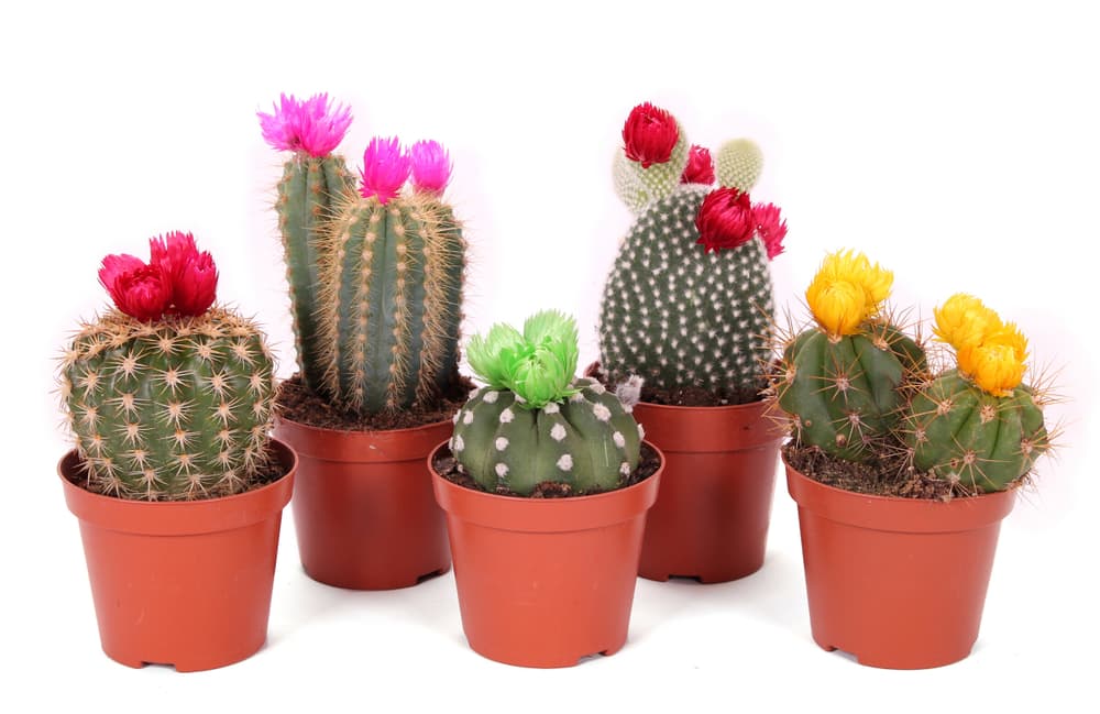 Cactus Ø8,5 Cactus 300375900000 N. figura 1