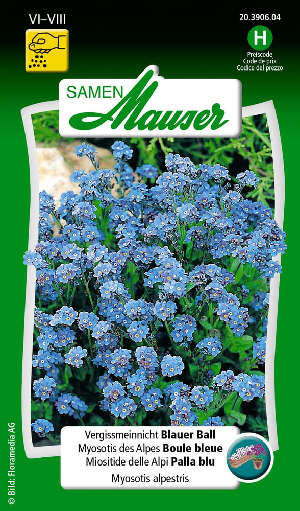 Miositide delle Alpi Palla blu Sementi di fiori Samen Mauser 650105501000 Contenuto 0.75 g (ca. 100 piante o 5 m²) N. figura 1