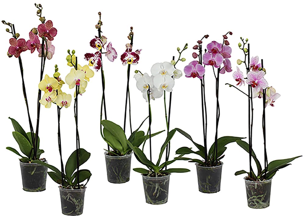 Phalaenopsis multiflora Ø12cm Orchidee 300374000000 Bild Nr. 1