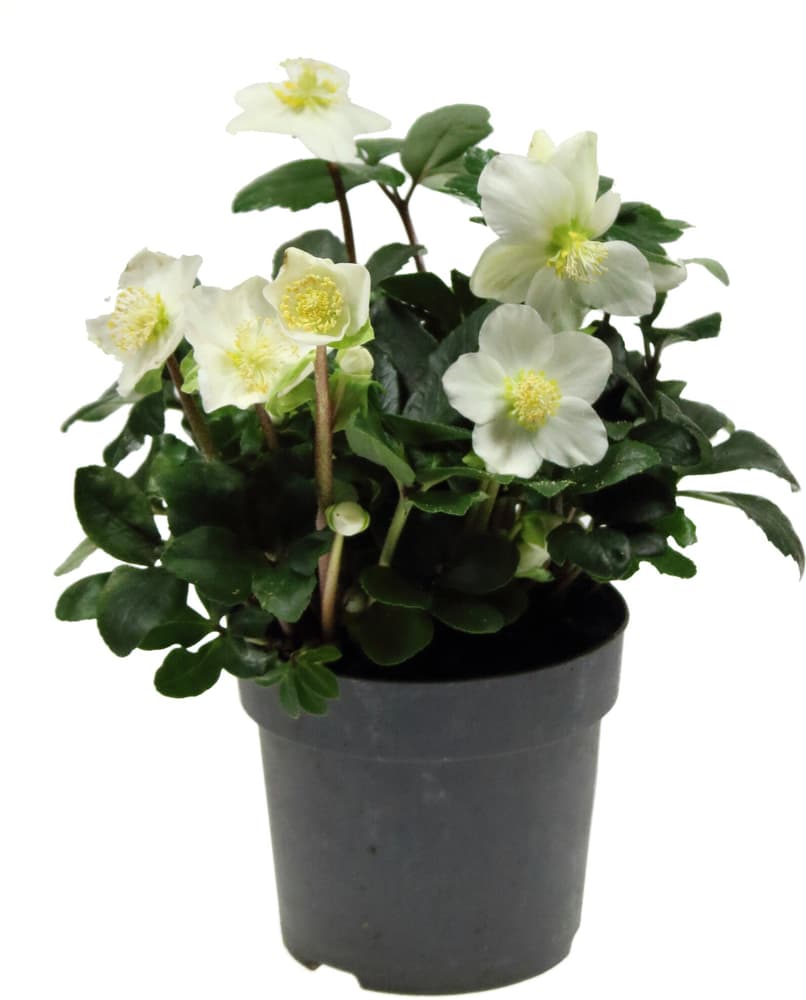 Helleborus niger Ø14cm Pianta da fiore 308239600000 N. figura 1