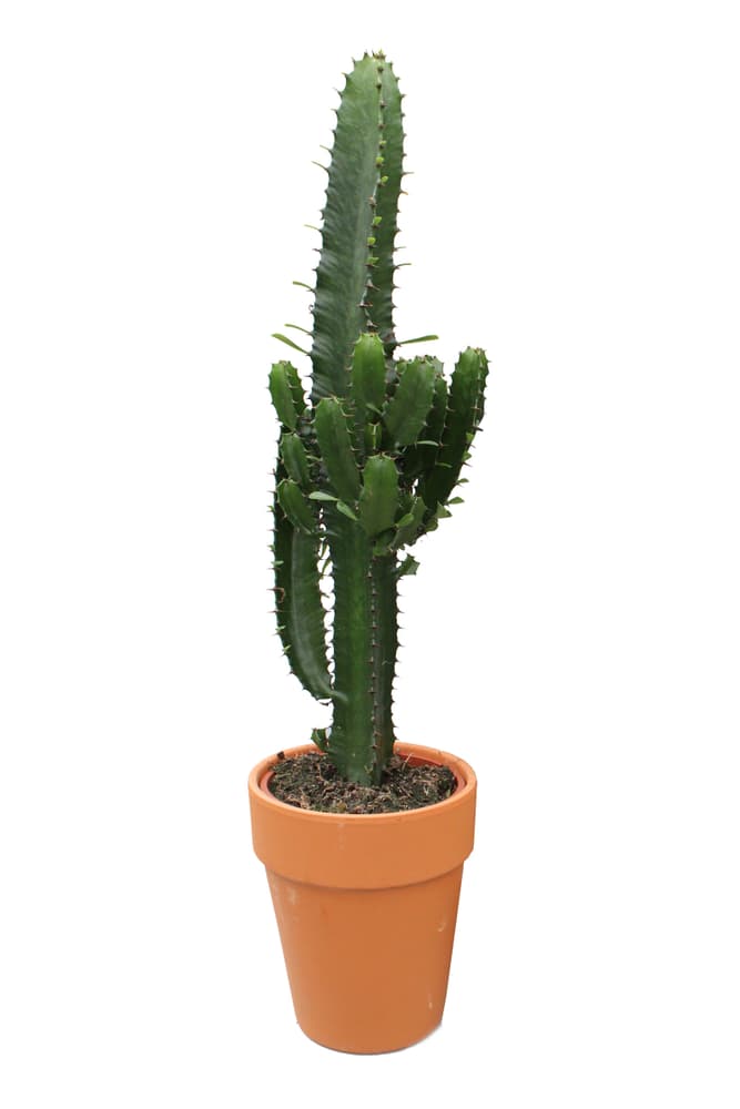 Euphorbia Acrurensis im Terracotta 18cm 2er Set Grünpflanze 650376600000 Bild Nr. 1