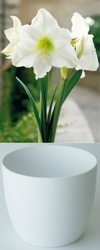 Gloria blanc pur en cachepot blanc Amaryllis Samen Mauser 650264600000 Photo no. 1