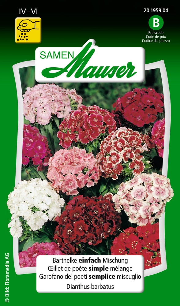 Bartnelke einfach Mischung Blumensamen Samen Mauser 650103102000 Inhalt 0.5 g (ca. 50 Pflanzen oder 3 - 4 m² ) Bild Nr. 1