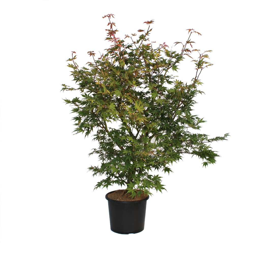 Acero giapponese Osakazuki 30cm Arbusto ornamentale 650167200000 N. figura 1