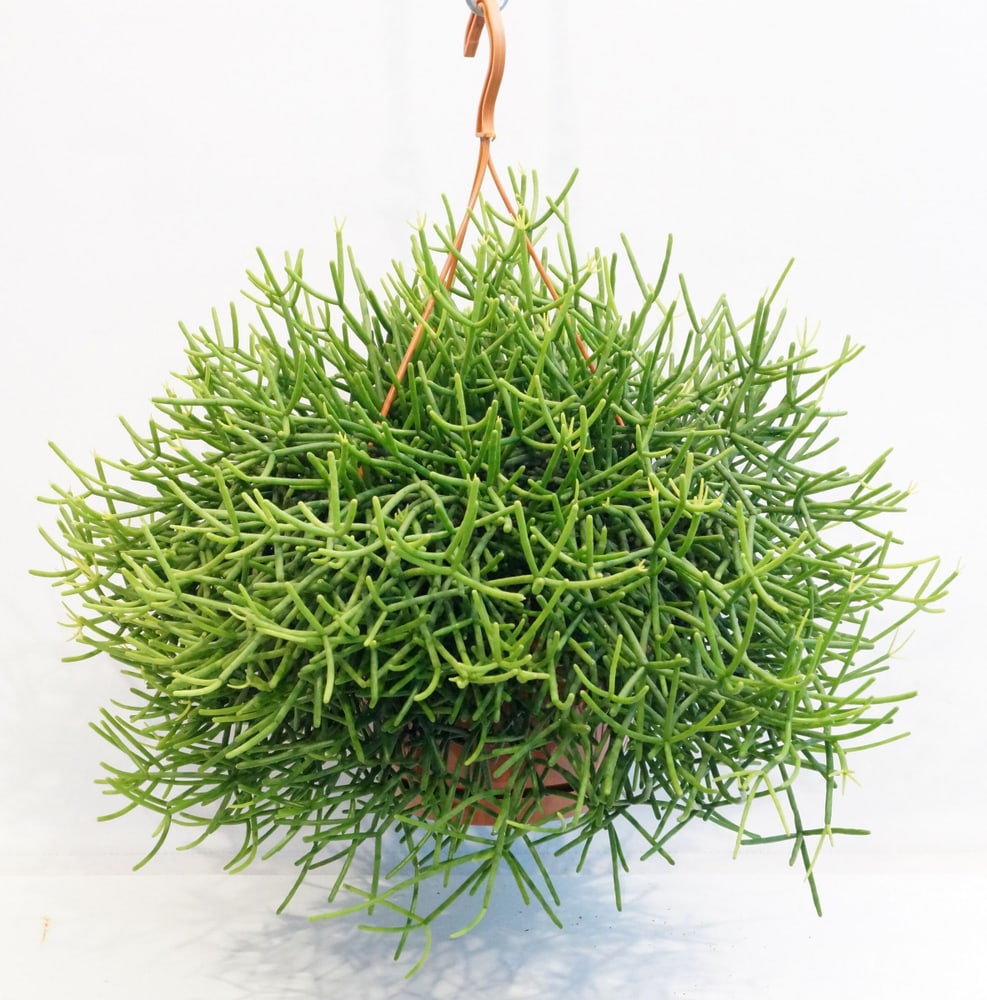 Rhipsalis heteroclada Ampel Ø21cm Plante verte 650385400000 Photo no. 1