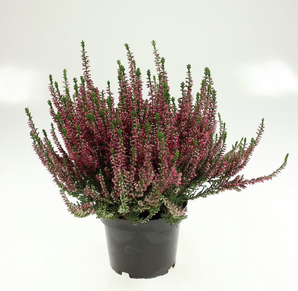 Calluna vulgaris Ø13cm Pianta da fiore 302085803000 N. figura 1