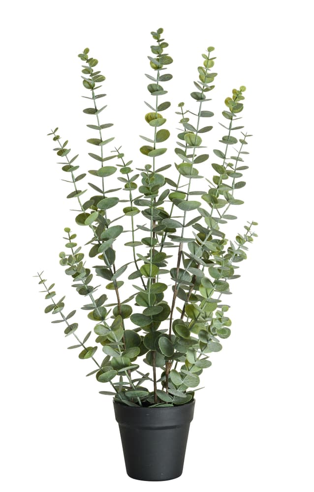 Eucalyptus Plante artificielle 656812800000 Couleur Vert Dimensions H: 76.0 cm Photo no. 1