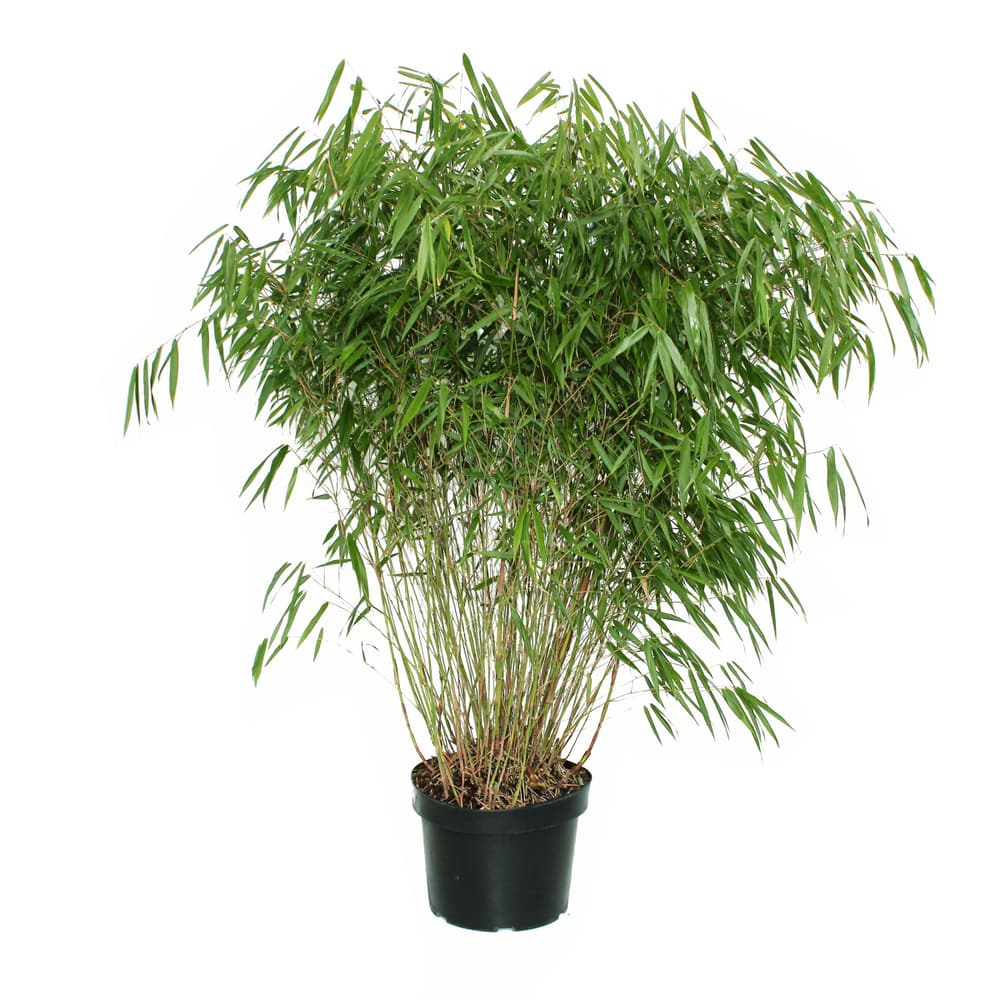 Bambou / Fargesia 10l Arbuste ornemental 650141600000 Photo no. 1