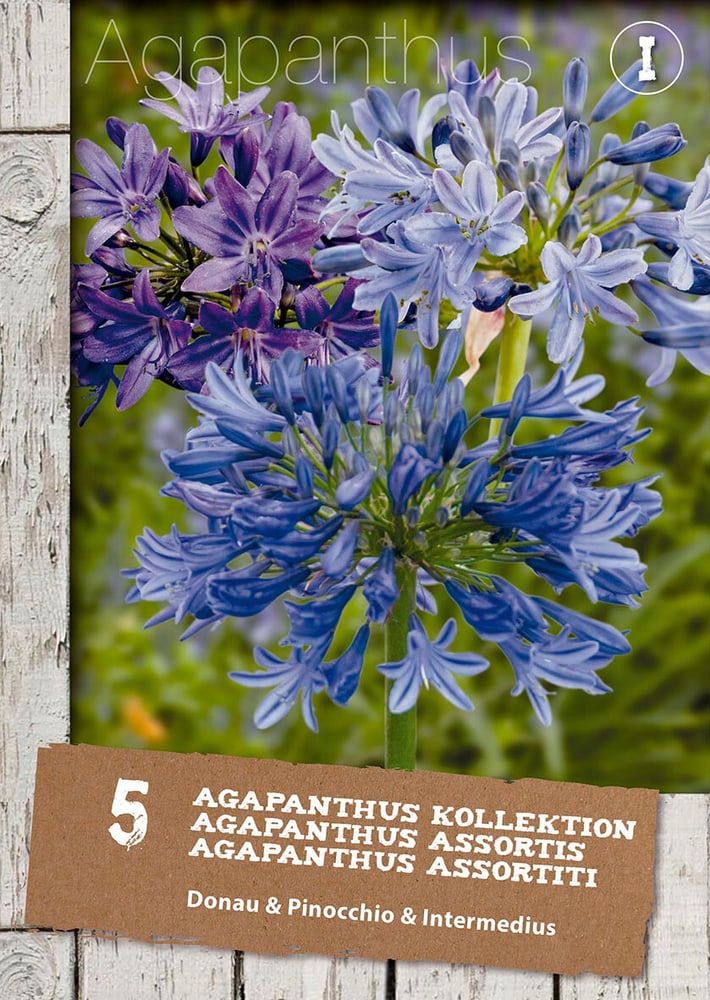 Agapanthus Mescolare, 5 pezzi Bulbi da fiore 650202204000 Colore AGAPANTHUS MIX N. figura 1