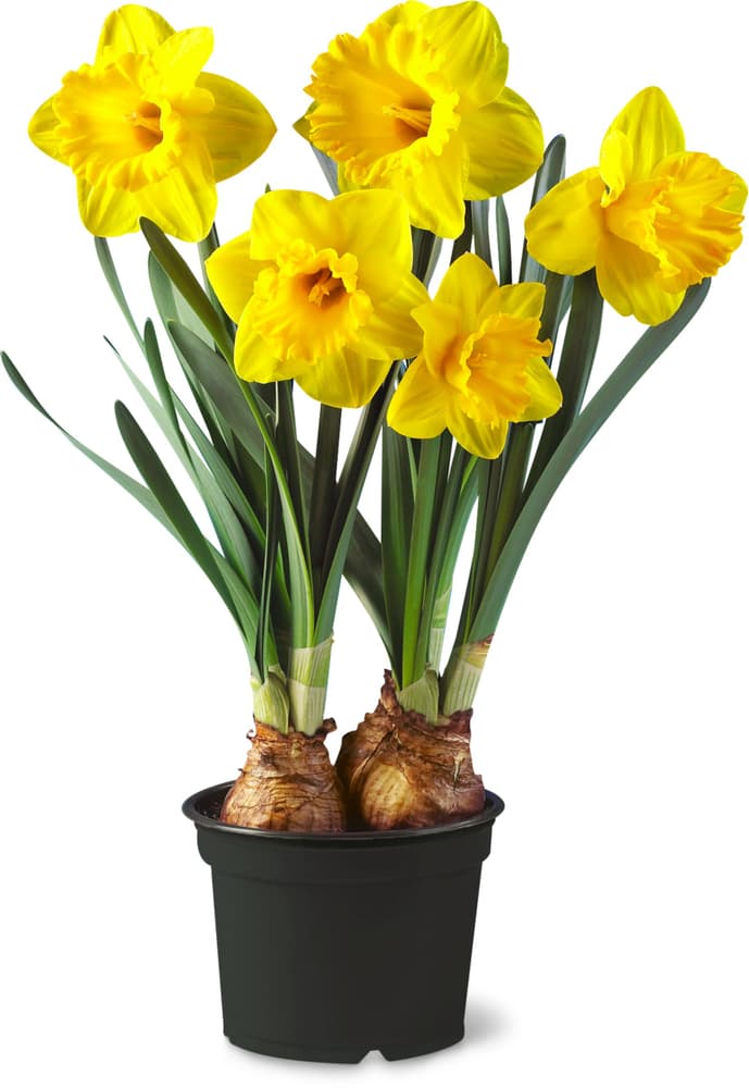 Narcisi Narcissus Ø12cm Pianta da fiore 302013100000 N. figura 1
