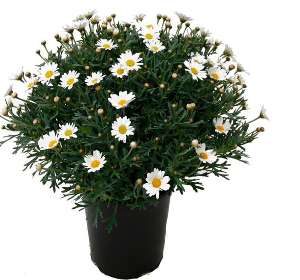 Margherita Argyranthemum Ø25cm Pianta da fiore 304054900000 N. figura 1