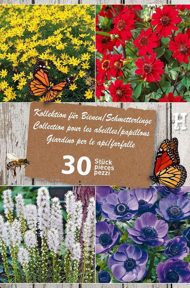 Sac papier Papillon & abeille, 50 bulbes à fleurs Bulbes à fleurs 650213300000 Photo no. 1