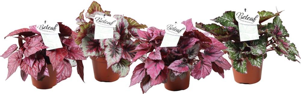 Begonia Ø12cm Plante verte Begonia Ø12cm Plante verte 300304800000 Photo no. 1