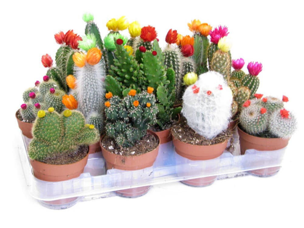 Cactus Ø8,5 Cactus 300375800000 N. figura 1