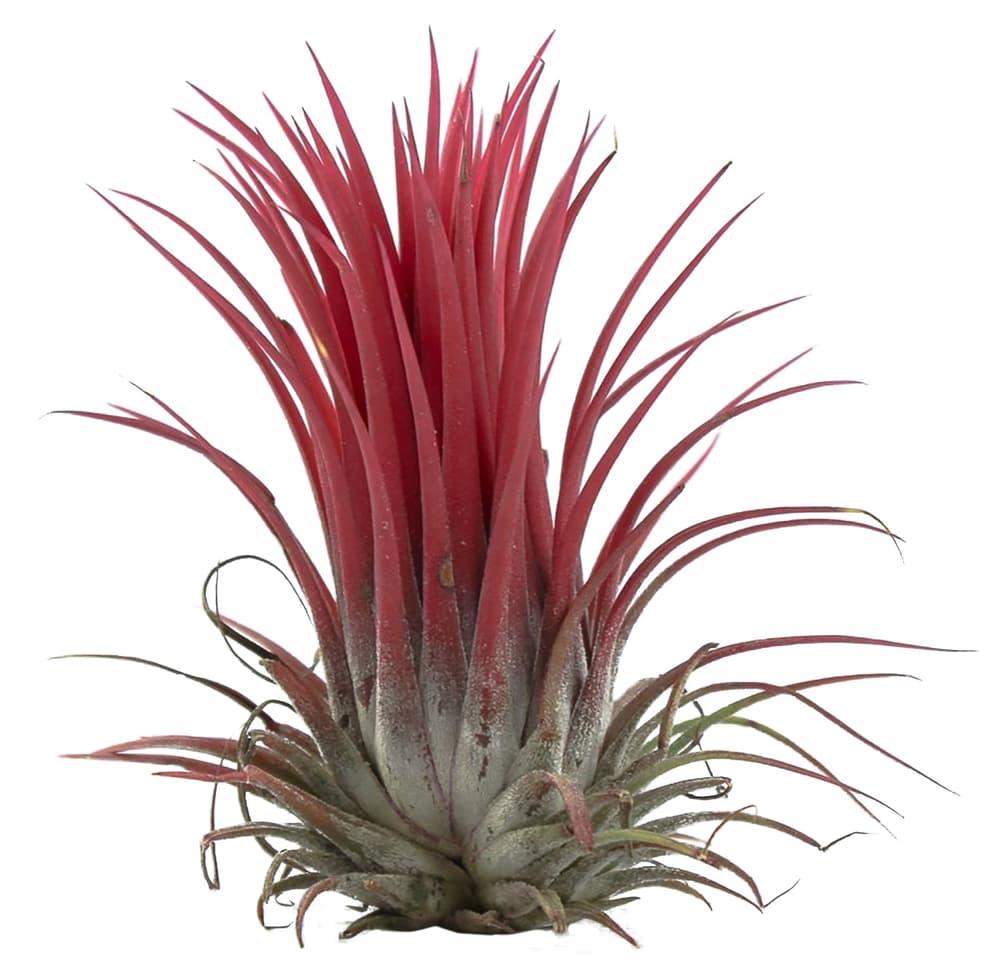Tillandsia Pianta verde Tillandsia Pianta verde 300214100000 N. figura 1