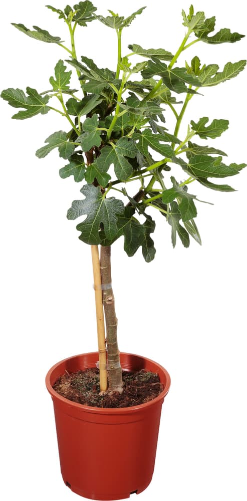 Feigenbaum Ficus Carica Ø20cm Feigenbaum 304007900000 Bild Nr. 1