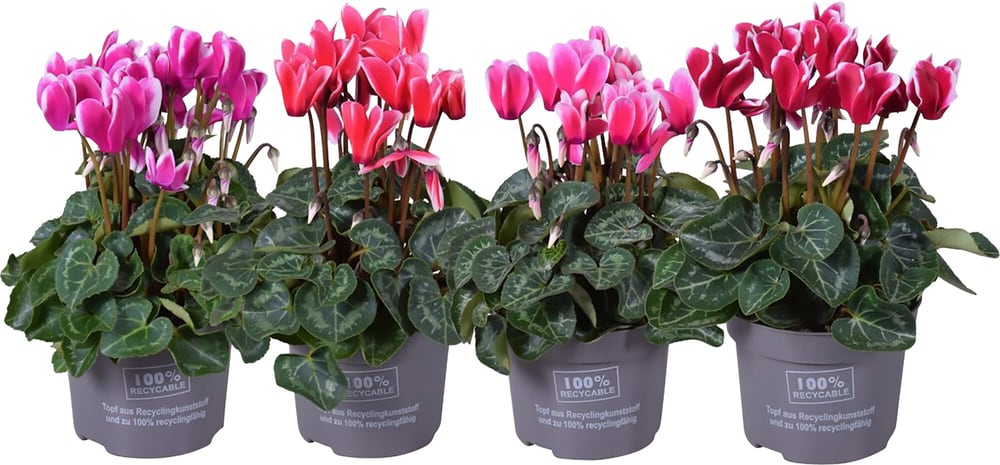 Cyclamen Ø13cm Pianta da fiore 300205700000 N. figura 1