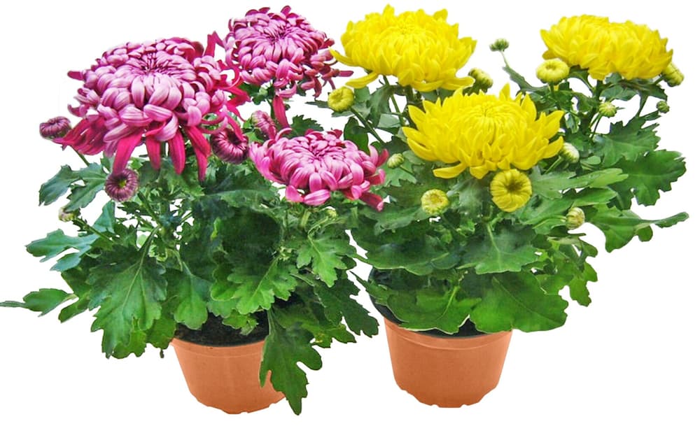 Deko Chrysantheme Chrysanthemum x grandiflorum Ø12cm Blühpflanze 302093200000 Bild Nr. 1