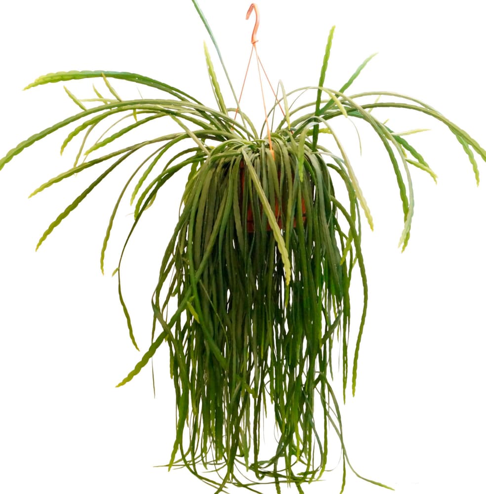 Lepisimium avec cache-pot Ø21 Plante verte Lepisimium avec cache-pot Ø21 Plante verte 300402500000 Photo no. 1