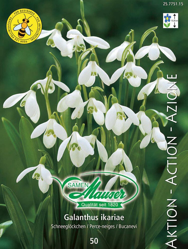 Galanthus Blumenzwiebeln Samen Mauser 650260800000 Bild Nr. 1