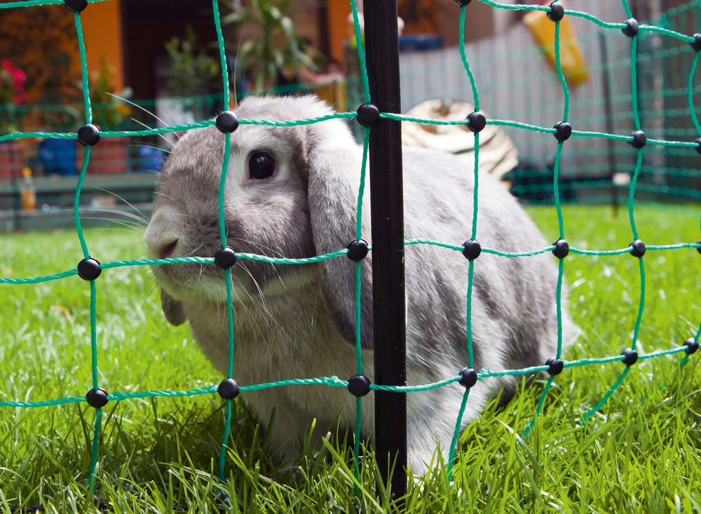 Filet clôture à lapins 25 m vert 65 cm avec piquets, conducteur Enclos 647268400000 Photo no. 1