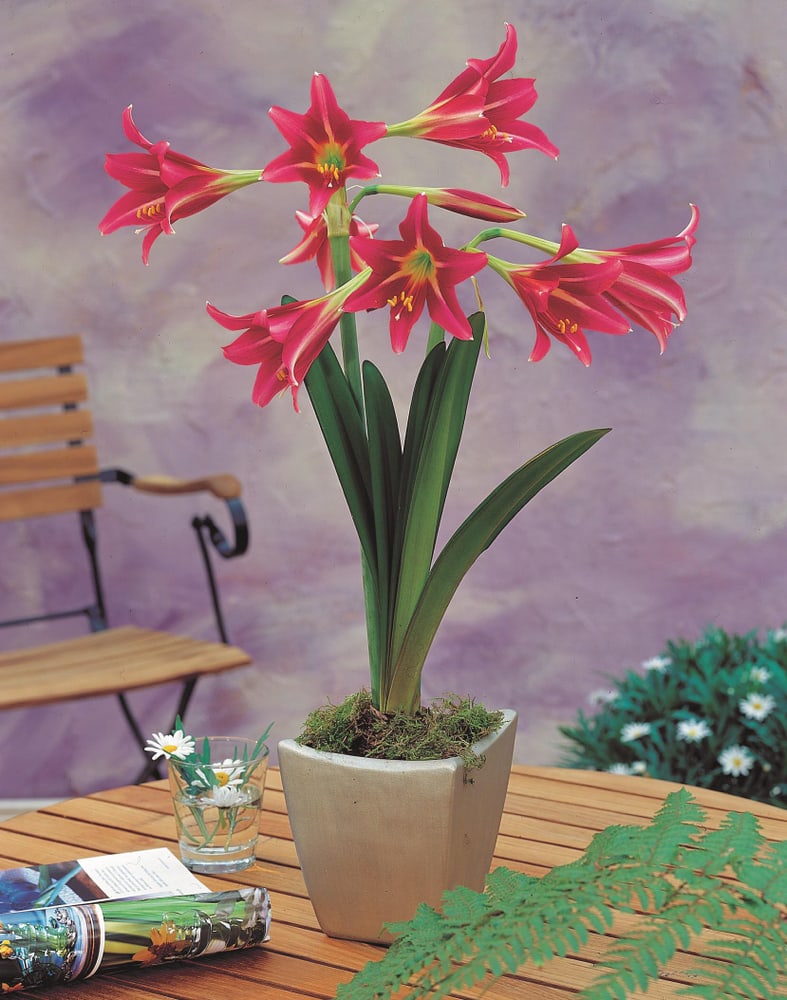 Estella 1 Amaryllis Samen Mauser 650265900000 Photo no. 1