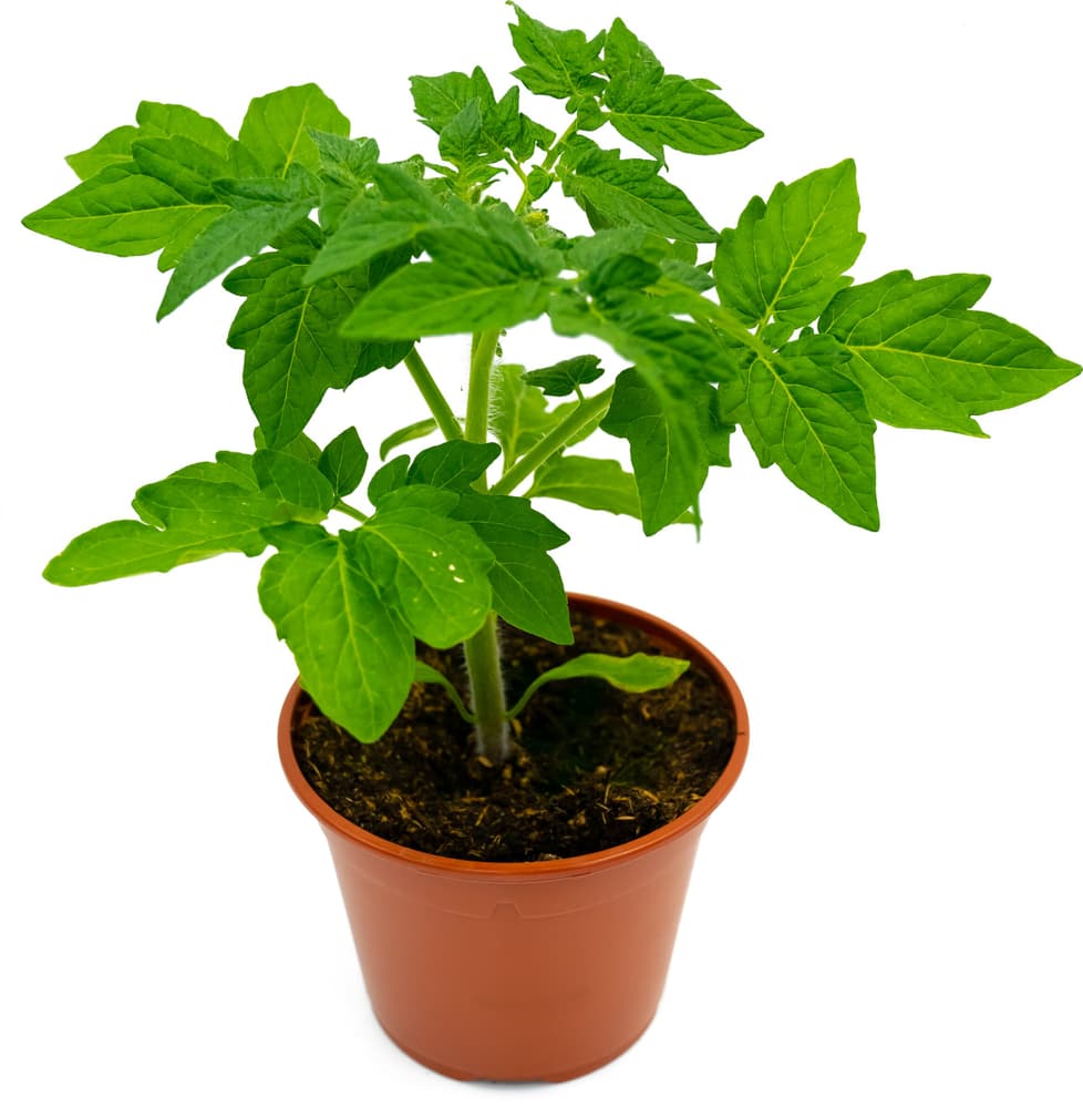 Bio Geschmackstomate Solanum lycopersicun Ø13cm Gemüsepflanze 307091900000 Bild Nr. 1