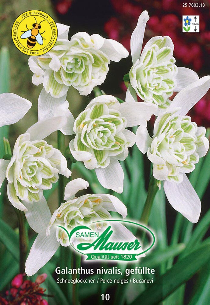 Galanthus Bulbes à fleurs Samen Mauser 650260400000 Photo no. 1