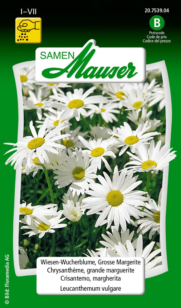 Wiesen-Wucherblume, Grosse Margerite Blumensamen Samen Mauser 650102301000 Inhalt 0.75 g (ca. 50 Pflanzen oder 5 - 6 m²) Bild Nr. 1