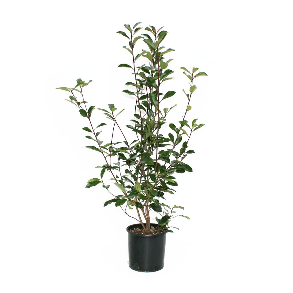 Glanzmispel Photinia x Fraseri 7.5l Heckenpflanze 650141300000 Bild Nr. 1